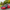 JDMuscle [08-14 WRX/STI] Carbon Fiber/FRP Fenders VS Style