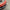 2019-2024 Chevy Camaro SS/RS Carbon Fiber Extension Splitter with Rods