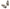 AIRLIFT Check Valve - 1/4